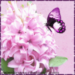 images/avatars/avatar-151.gif