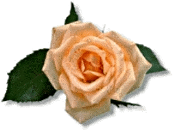 bl23 bl23